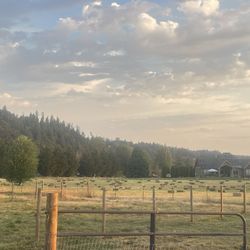 Local Hay For Sale 