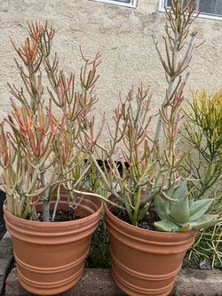 Flower Pots with Succculents