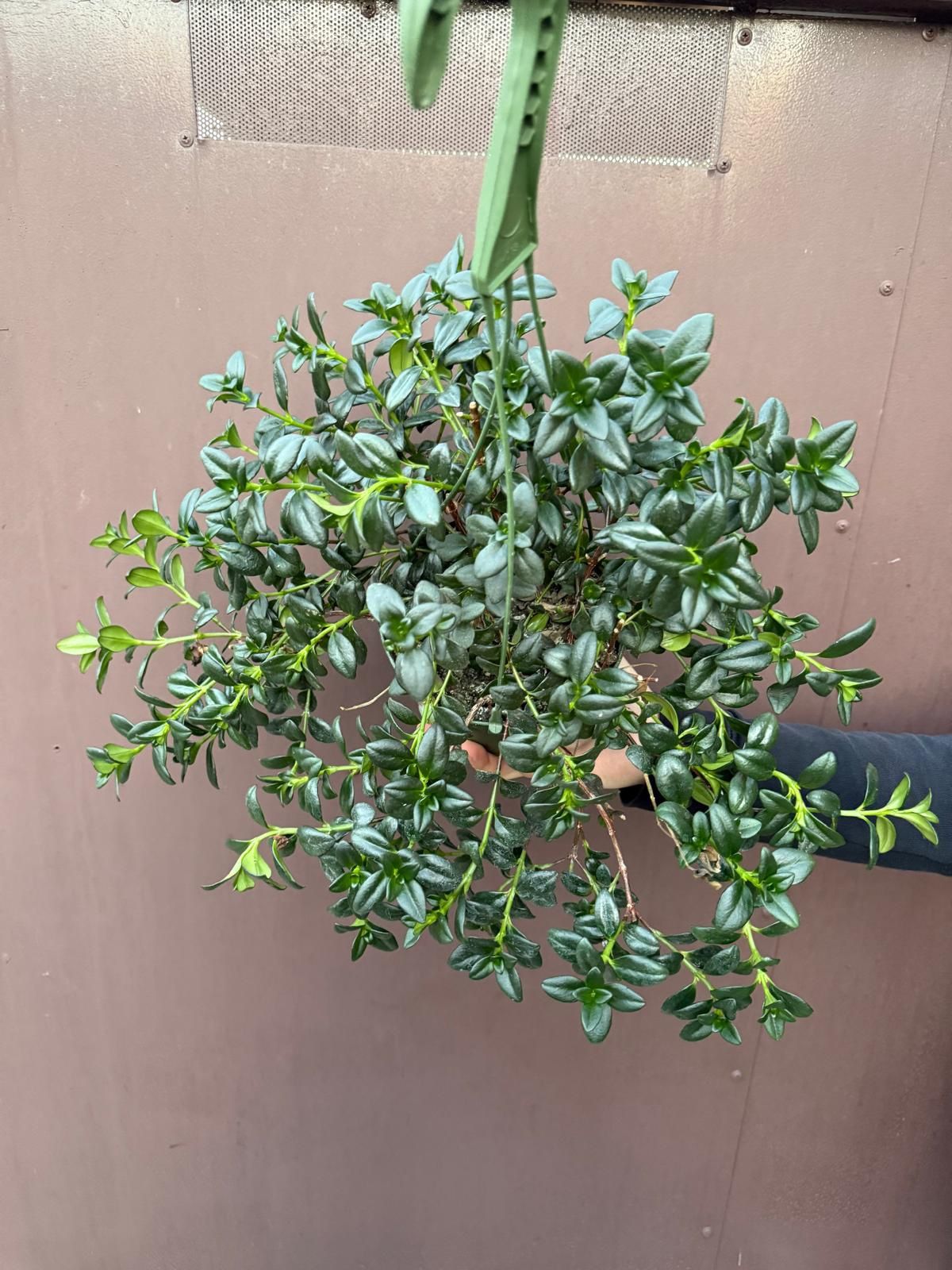 6” yellow goldfish