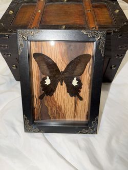 Handmade/hand-drawn Real Butterfly Framed!