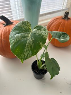 Bulbasaur Variegated Monstera Deliciosa Live Plant