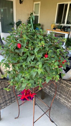 Plant