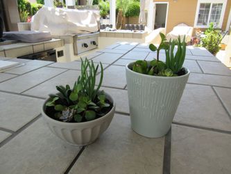Set Of Light Green & Gray Print Garden Pots With Succulents