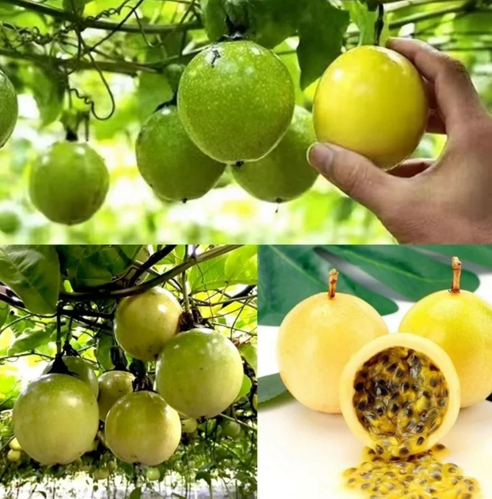 Exotic Yellow Passion Fruits ๐ชด๐ฟ๐๐ผ