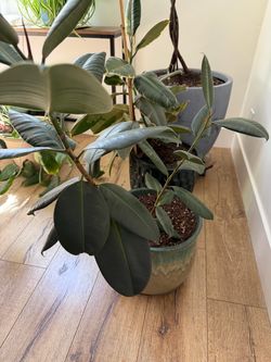 Plants for sale in Willow glen