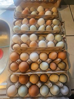 Super Fresh multi-colored eggs