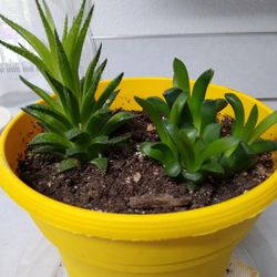 Two Types Of Succulents In Large Pot