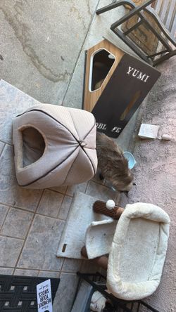 Cat set all three for 40