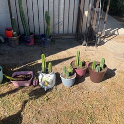 San Pedro huachuma Cactus