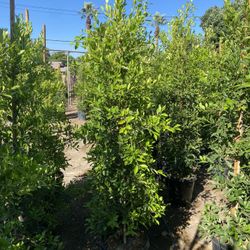 Ficus Nitida Privacy Hedge!