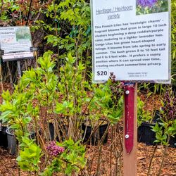 Lilac bushes two types
