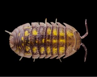🟤 GRANULATUM ISOPODS 🟤