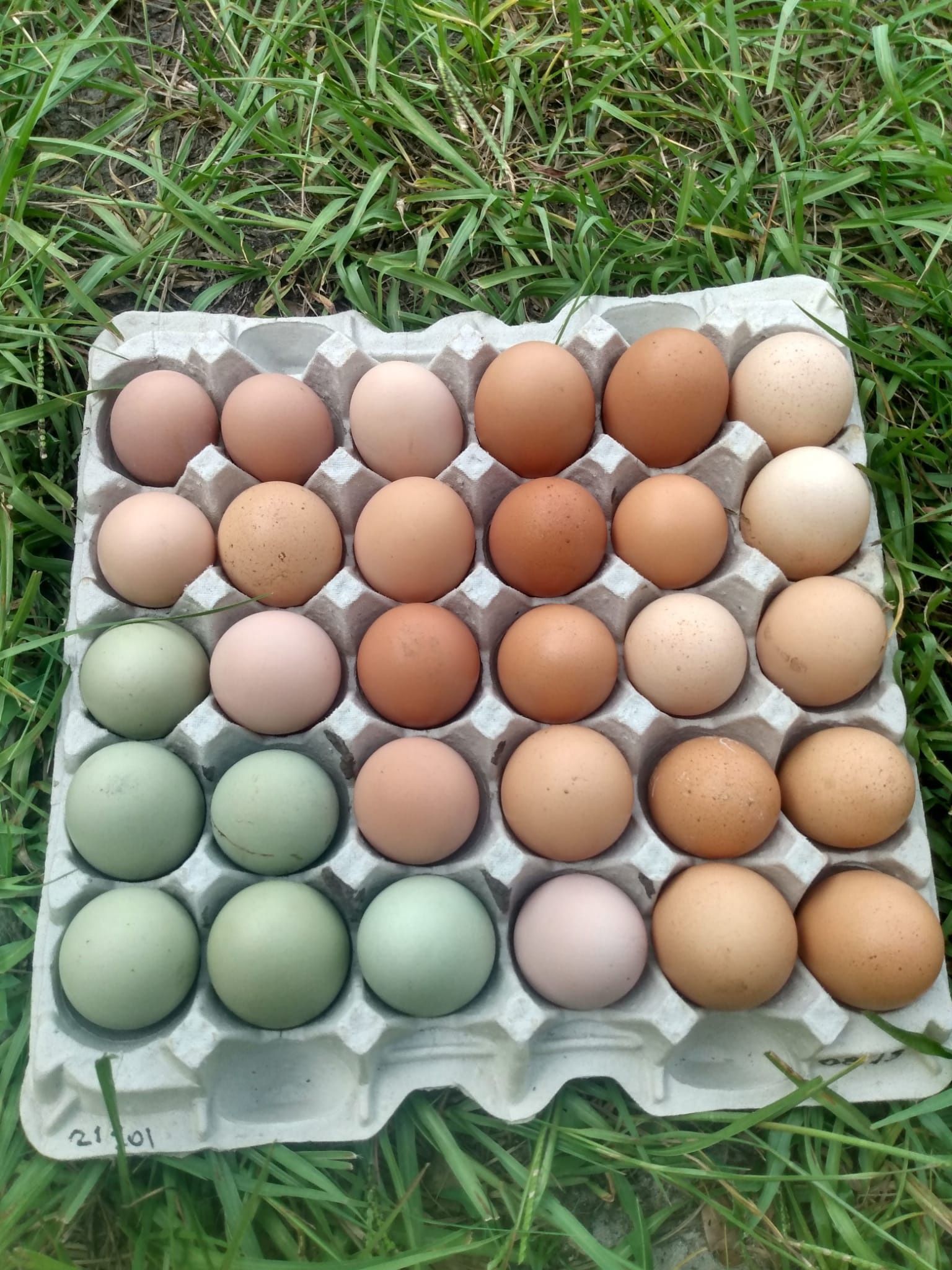 Organic Eggs