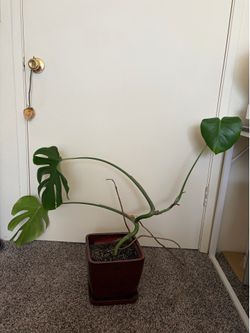 Monstera plant