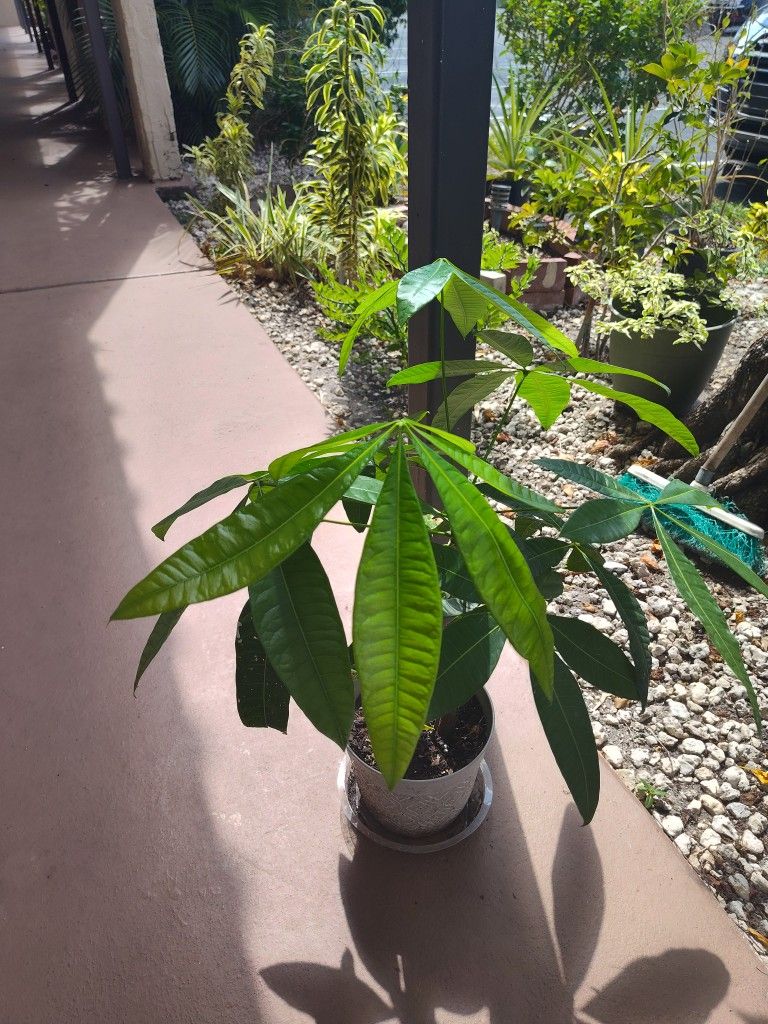 Money Tree Plant
