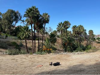 Mexican palm tree