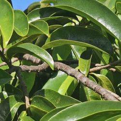 Ojas De Guánabanas Para Té