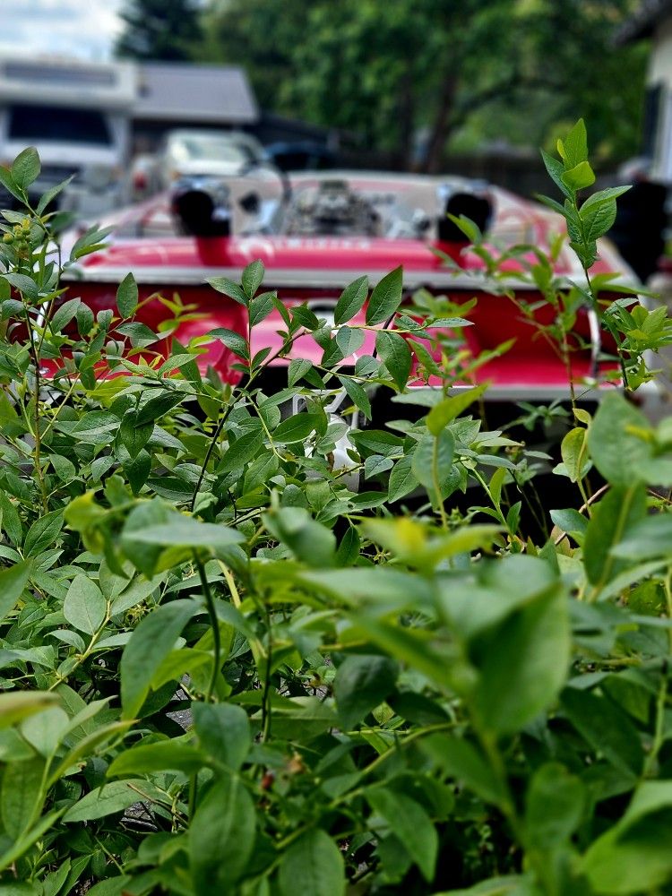 Beautiful New Shipment Of Bonus Blueberry Plants