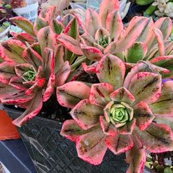 Succulents Plants Sweet Tea Aeonium Cluster  Pick Up In Upland Or Ship To You 