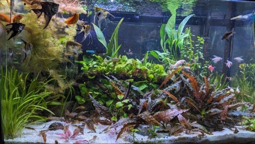 Aquarium Plants $2 $3 $5