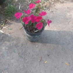 Beautiful Pink Flower  Plant  $6
