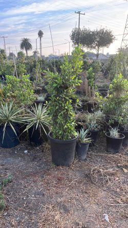 Ficus