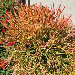 Firestick Trimming In A Pot