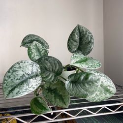Scindapsus Silver Exotica Plant in 4" Pot - Silver Satin Pothos Plant