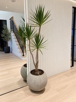 6FT Dracaena Marginata – Large Indoor Plant in Concrete Planter