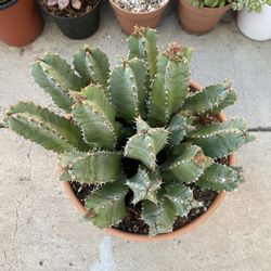 Moroccan Mound - Euphorbia resinifera