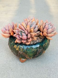 Succulents plants 🪴 （Graptoveria ruby donna）