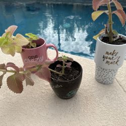Oregano / Cactus /  Pencil Plant Arrangement Unique Pots Each