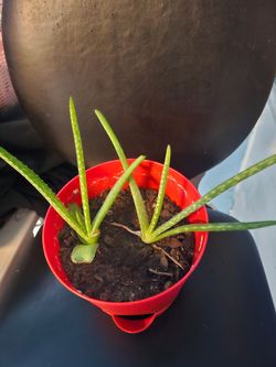 Plant and pot for sale