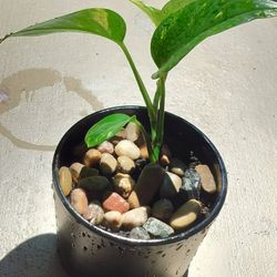 Pothos plant with pot/ see discription 👍👍