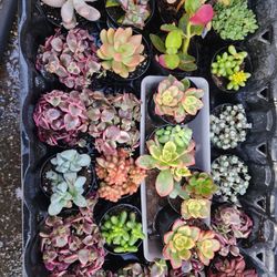 PLANT AND SUCCULENT SALE ALL THIS WEEK  IN San Lorenzo