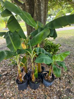 Banana  Tree
