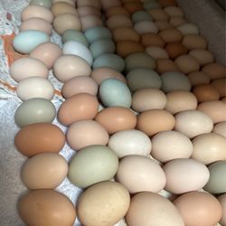 Fresh Eggs $7.00 Per Dozen