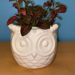 Pink Nerve Plant In White Owl Planter 🦉 