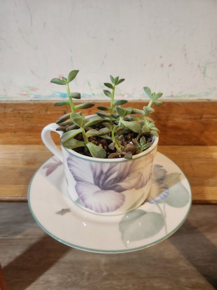 succulent teacup