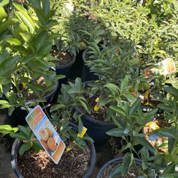 Fruit Trees 