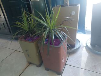 Plants