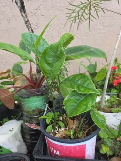 Jackfruit trees