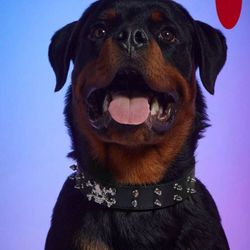 1pc Music Festival-pet Pu Skull Studs Black Collar (suitable For Large Dogs), For Dogs