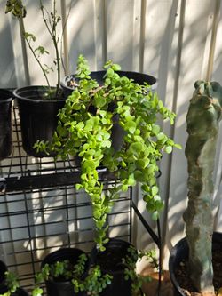 Elephant plant
