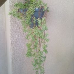 Planta