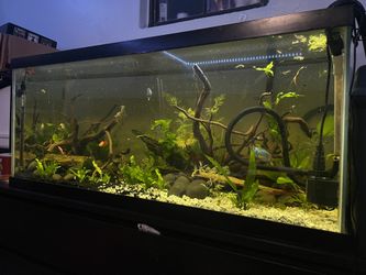 75 Gallon Fish Tank 