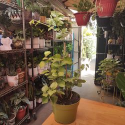 Arabian Jasmine Fragrant Plant