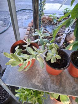 Succulents plants