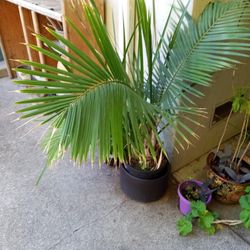 Palm With Irish Plant