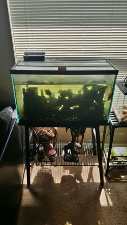 30 gallon tank, pump, stand, and decorations